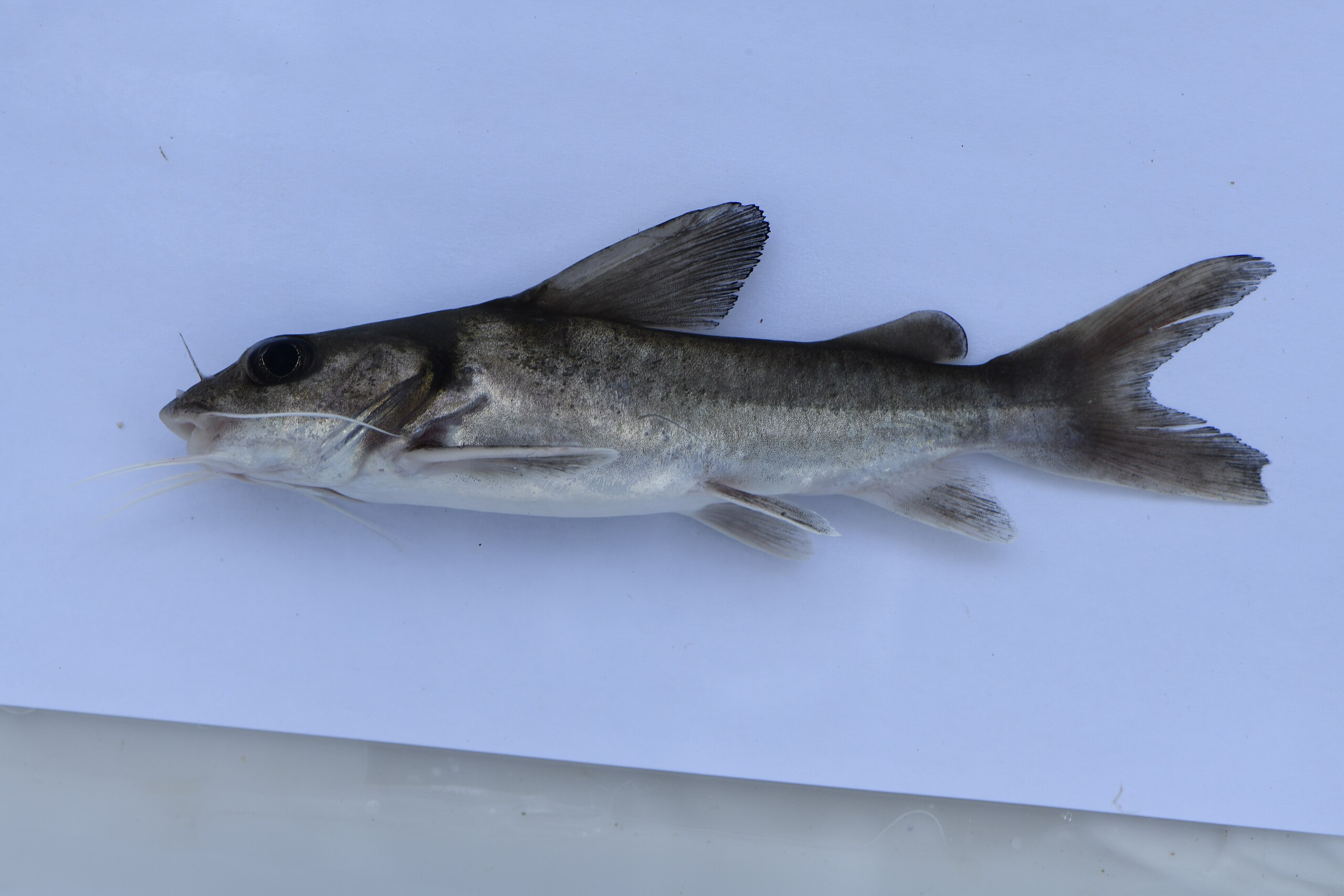 fish