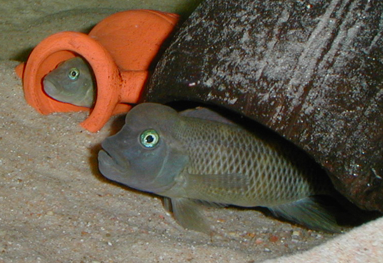 fish