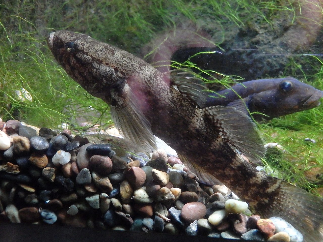 fish