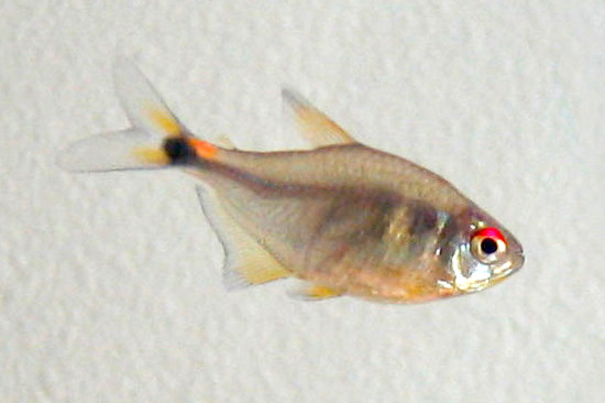 fish