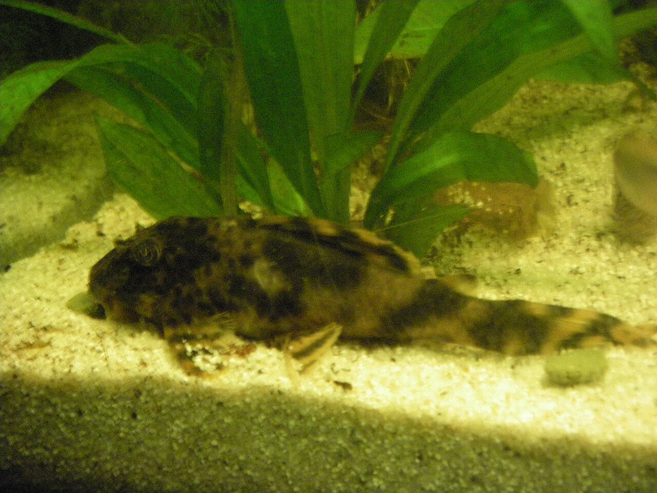 fish