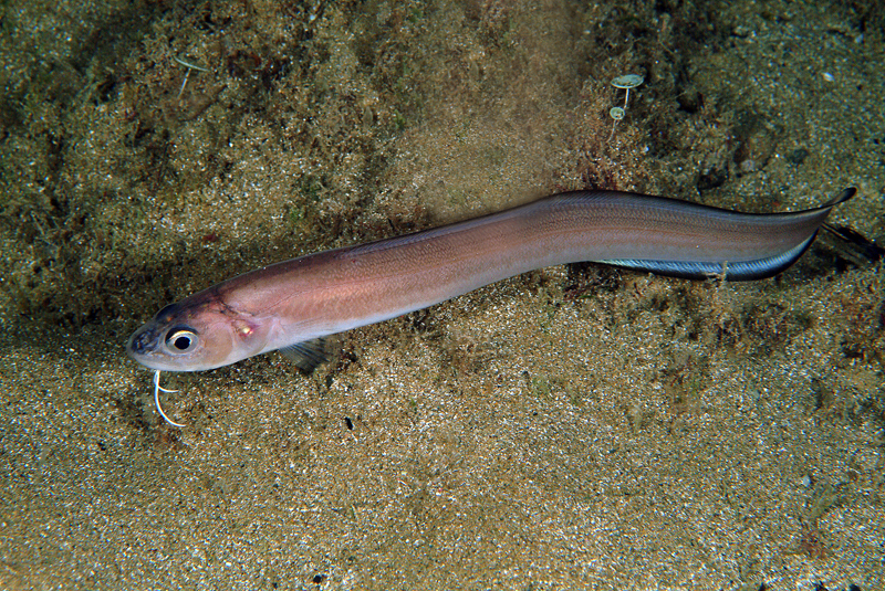 fish