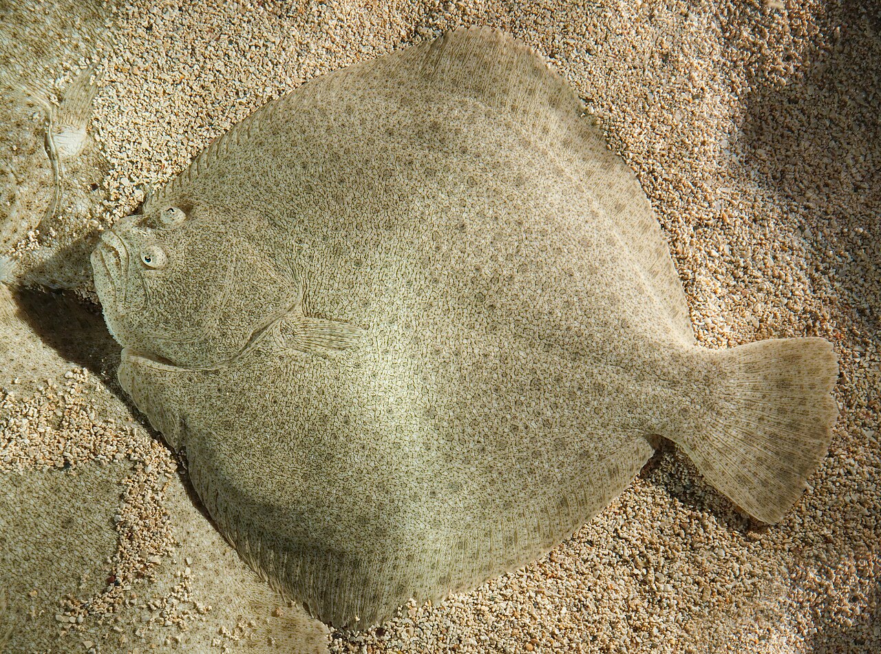 fish