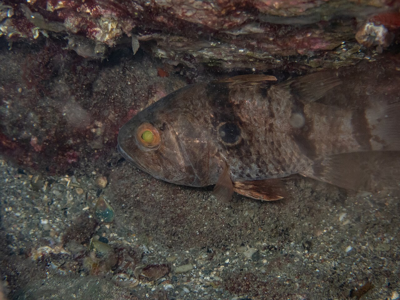 fish