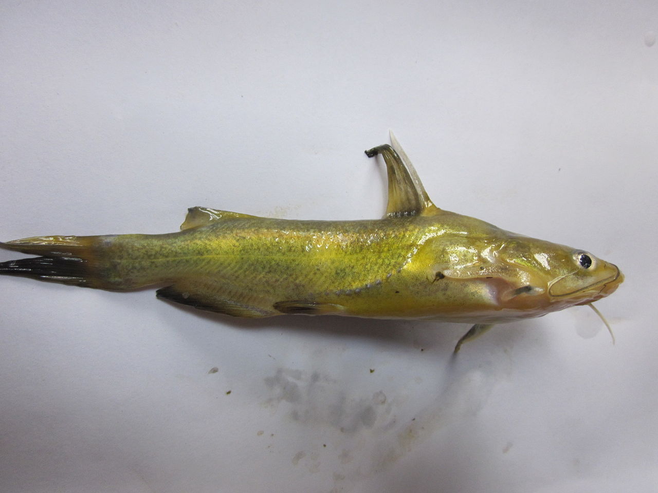 fish
