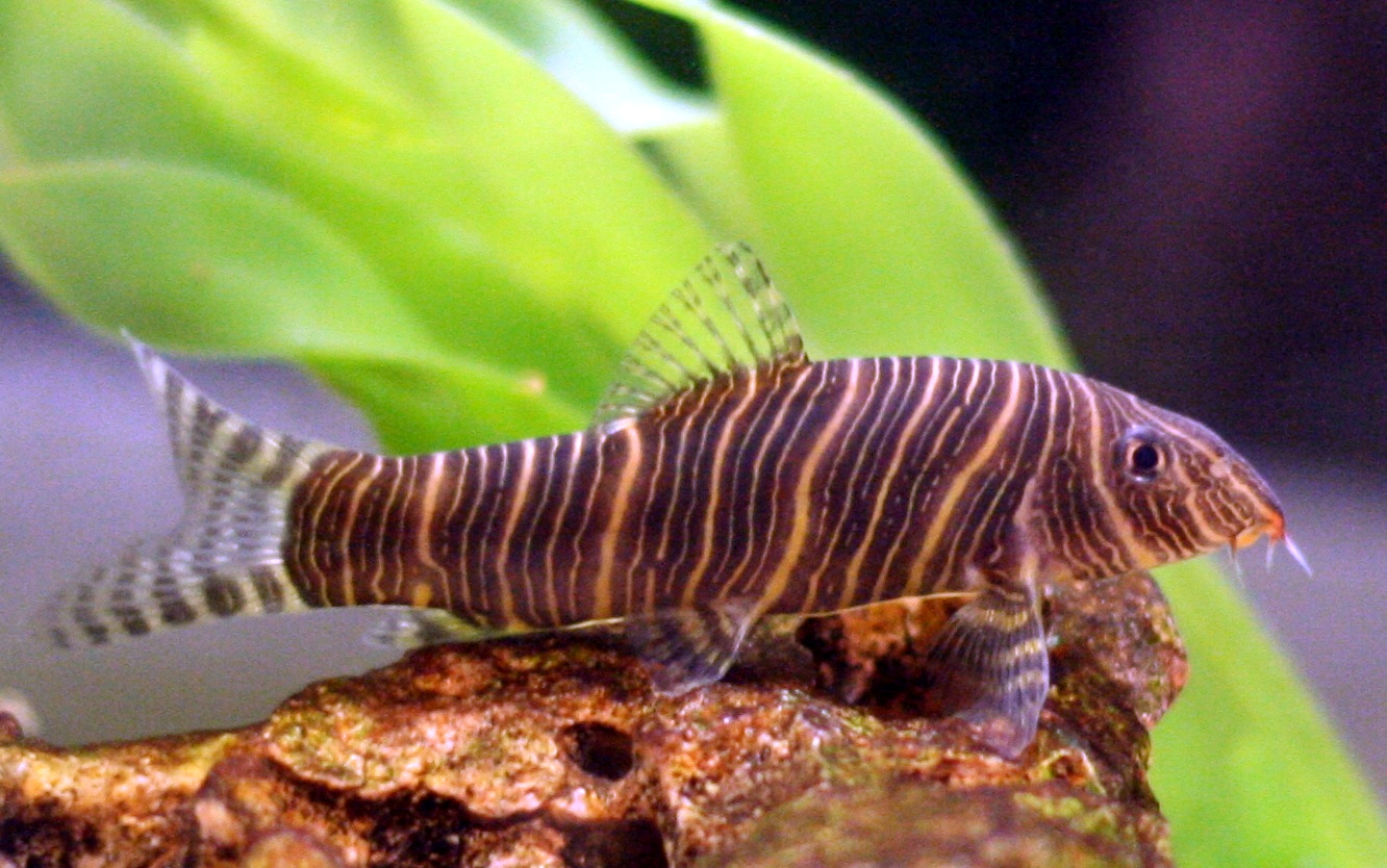 fish