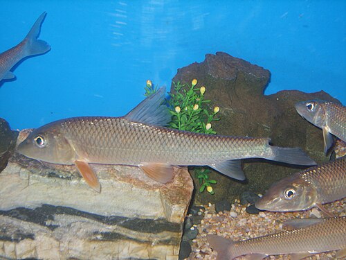 fish