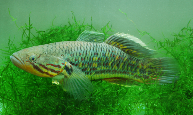fish