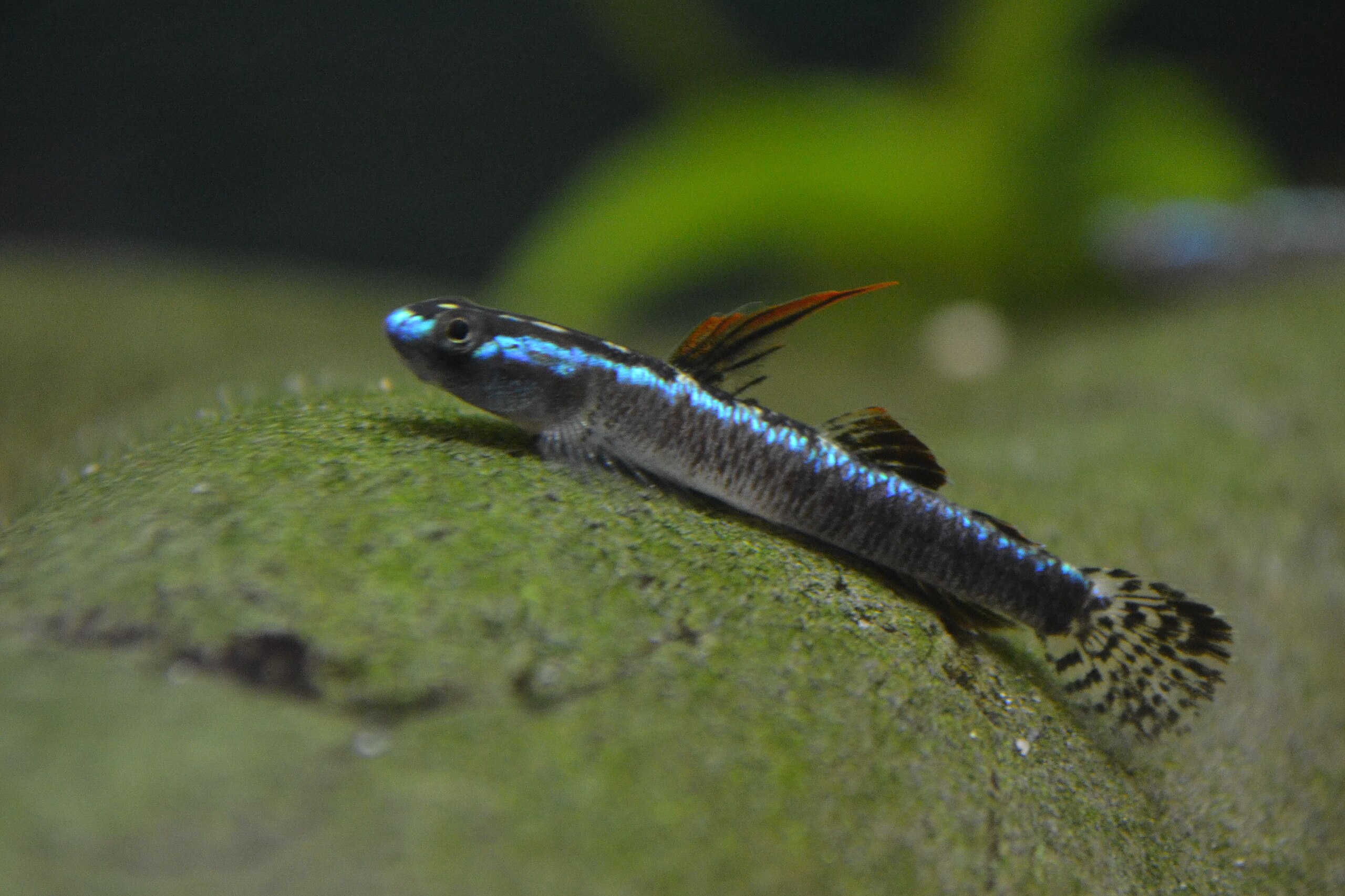 fish