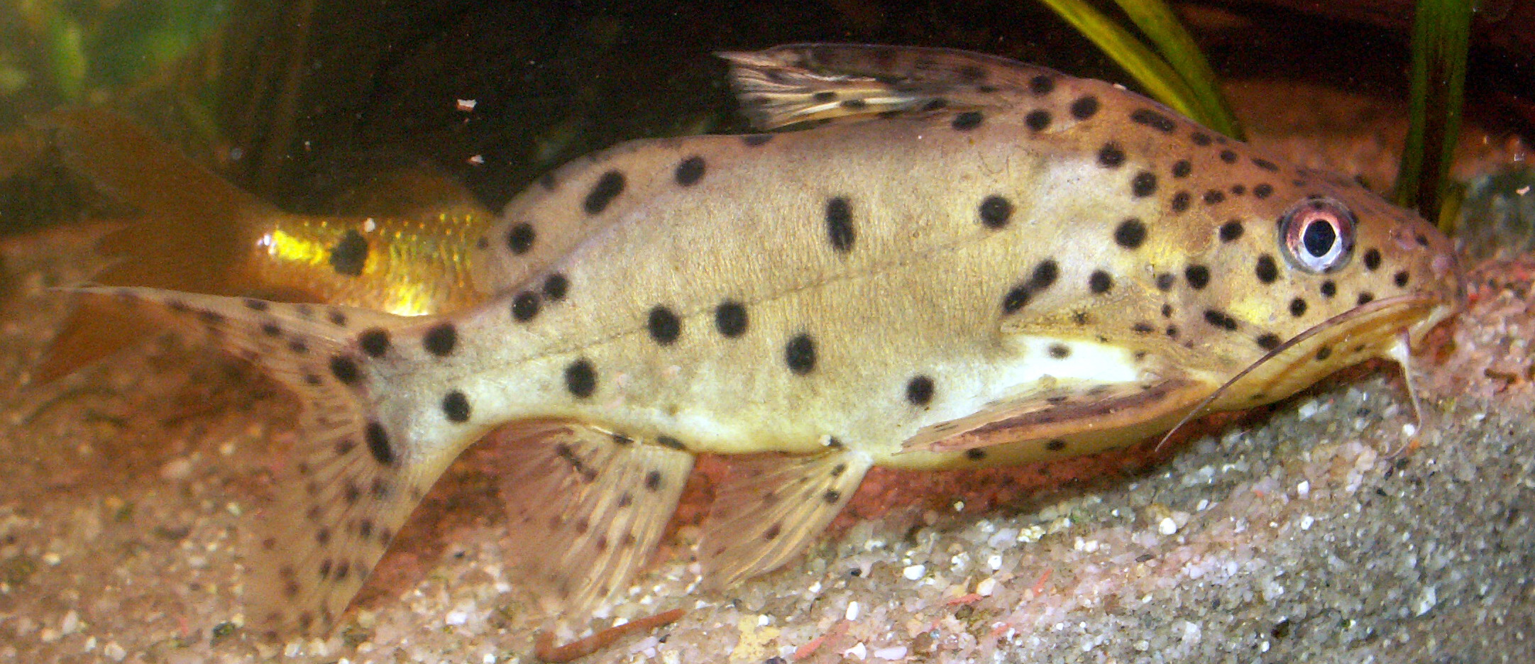 fish