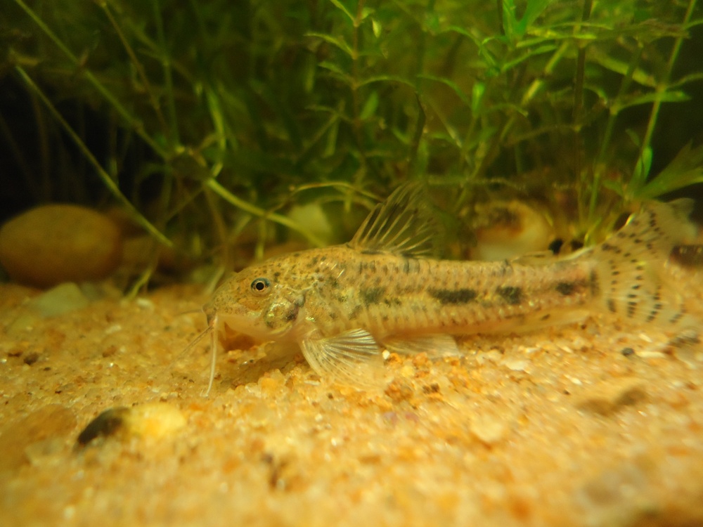fish