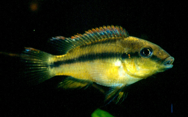fish