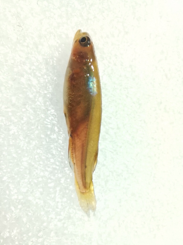 fish