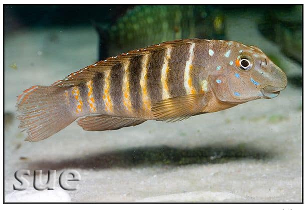 fish