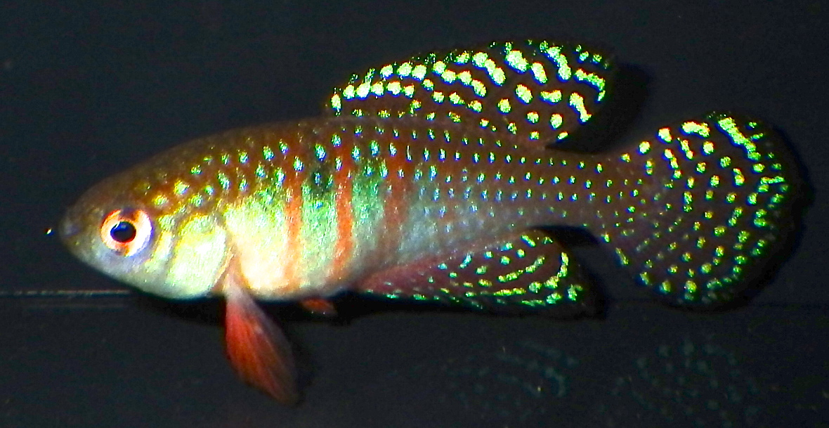 fish