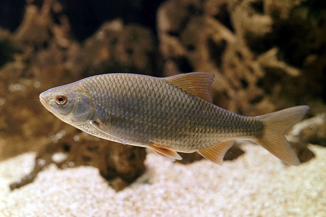 fish