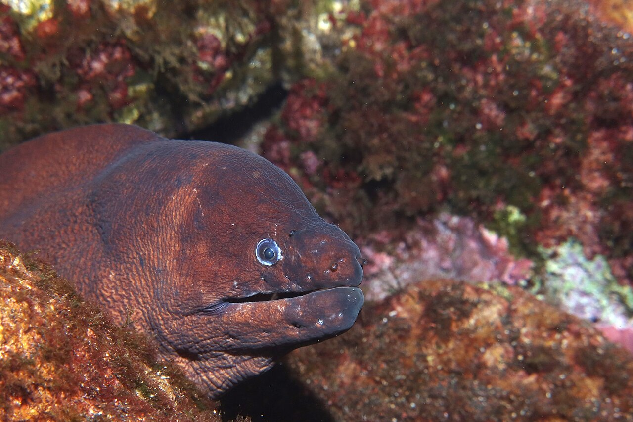 fish