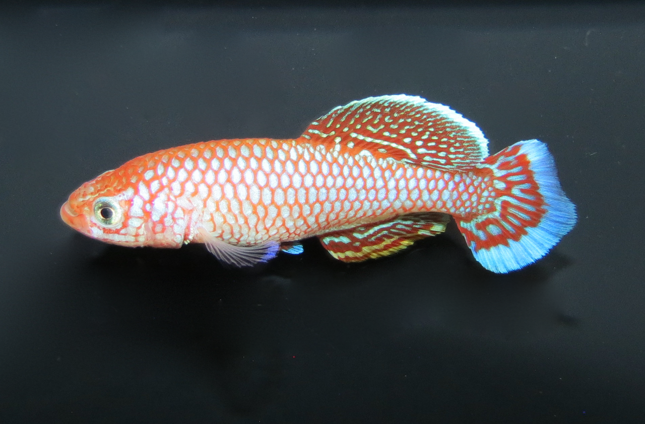 fish