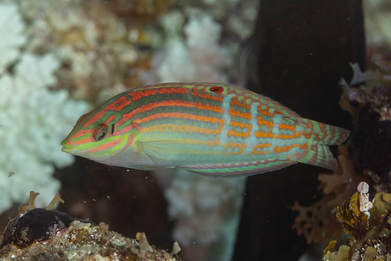 fish