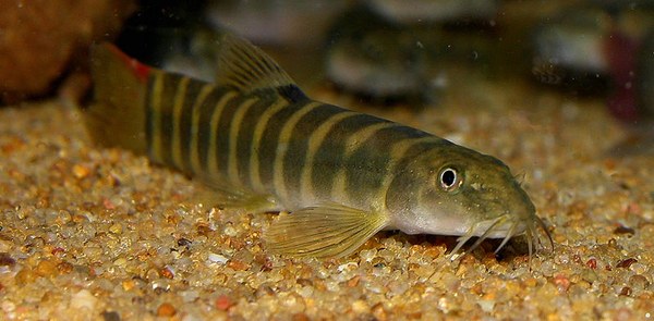 fish