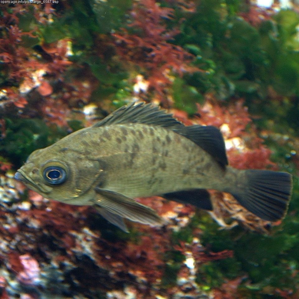 fish