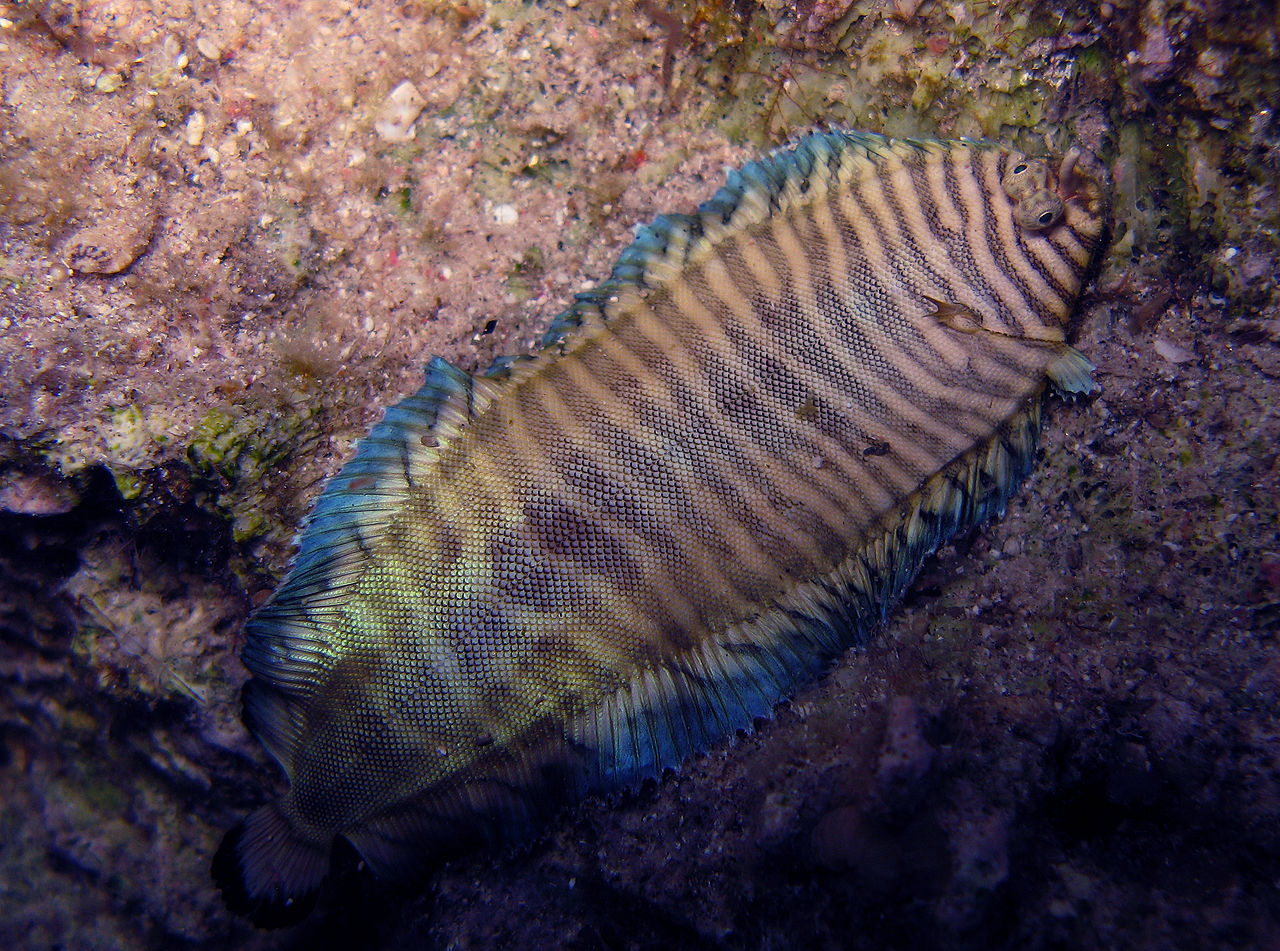 fish