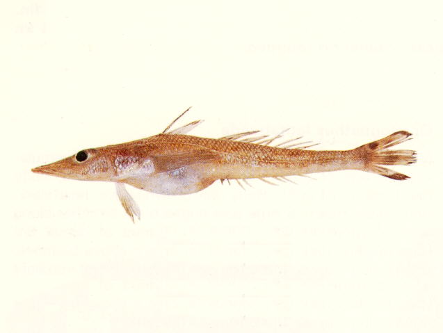 fish