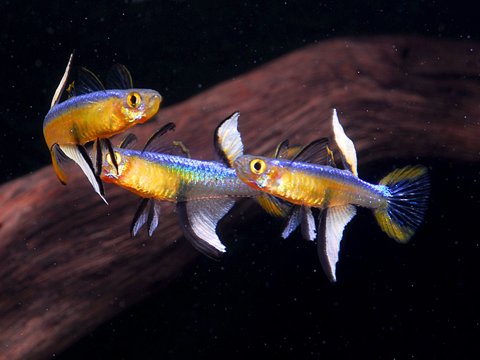 fish