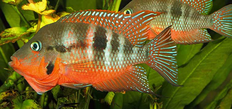 fish