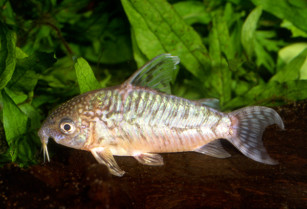 fish
