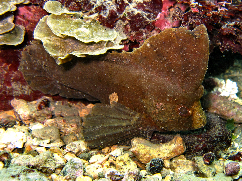 fish