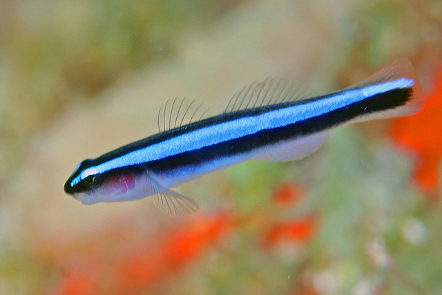 fish