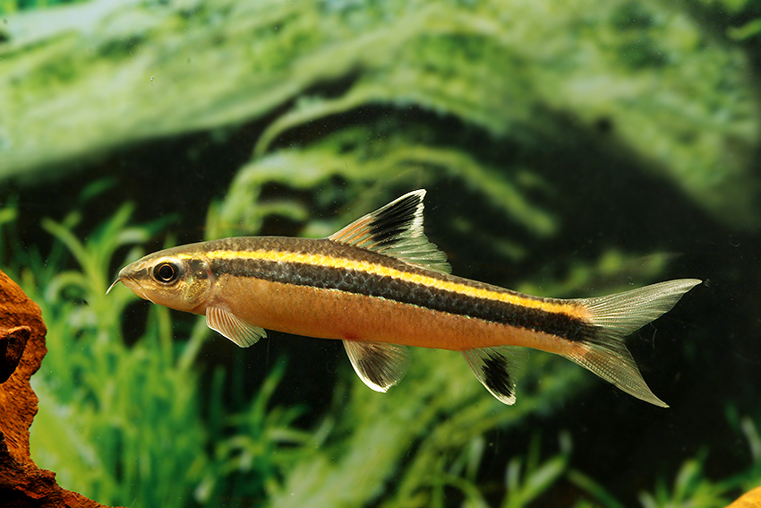 fish