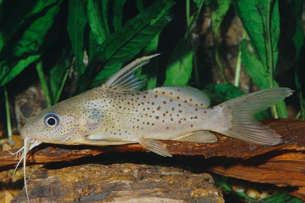 fish