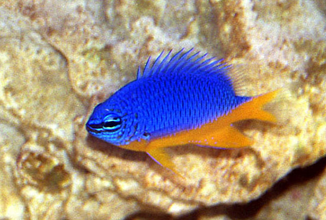 fish