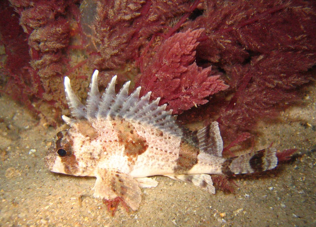 fish