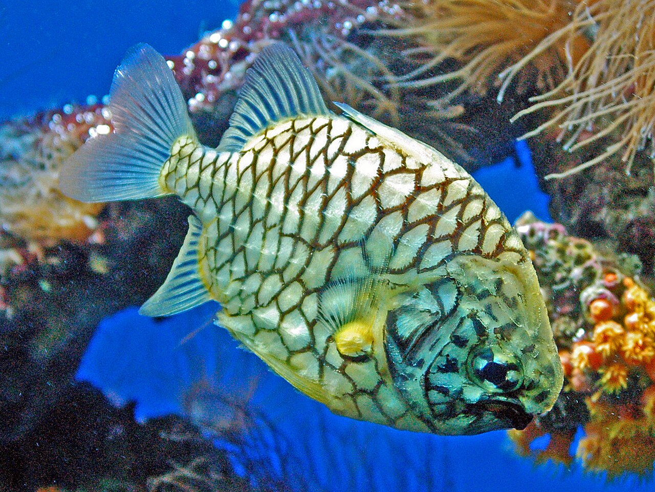 fish