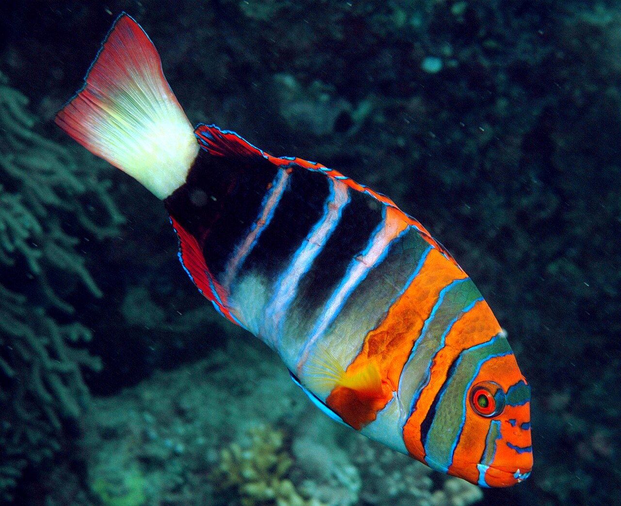 fish
