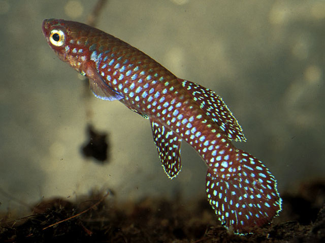fish