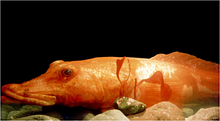 fish