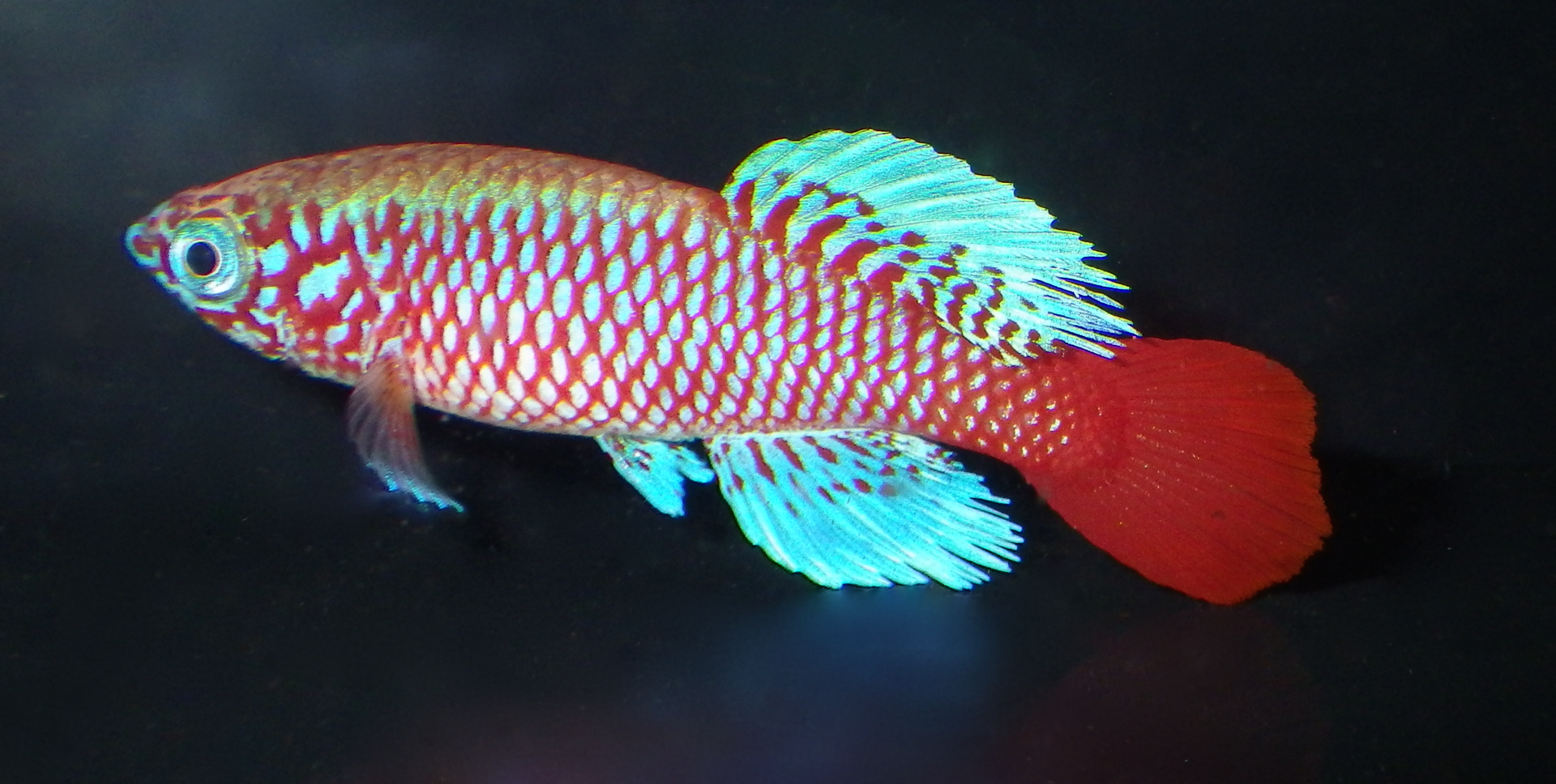 fish