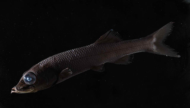 fish