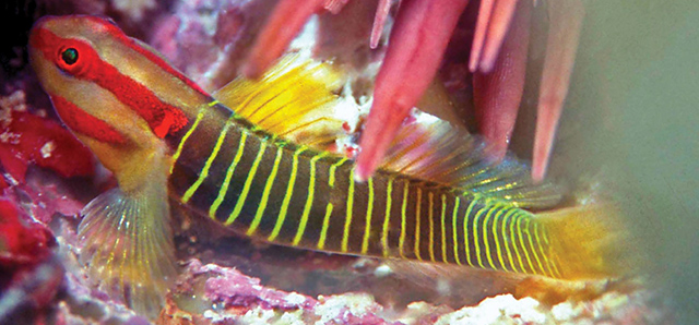 fish