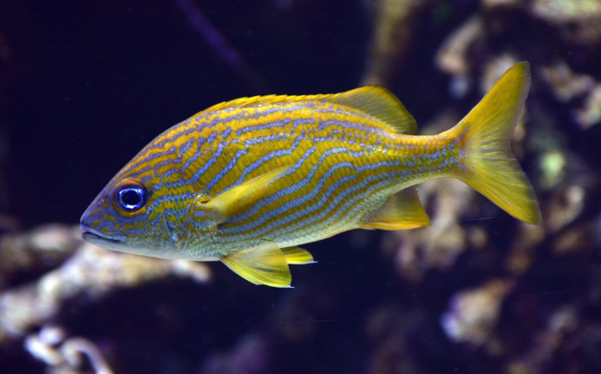 fish