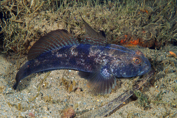 fish
