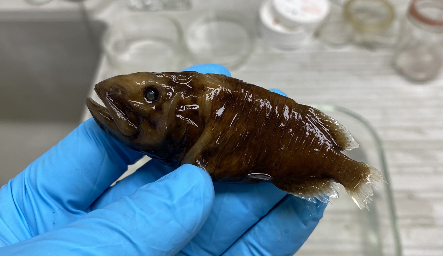 fish