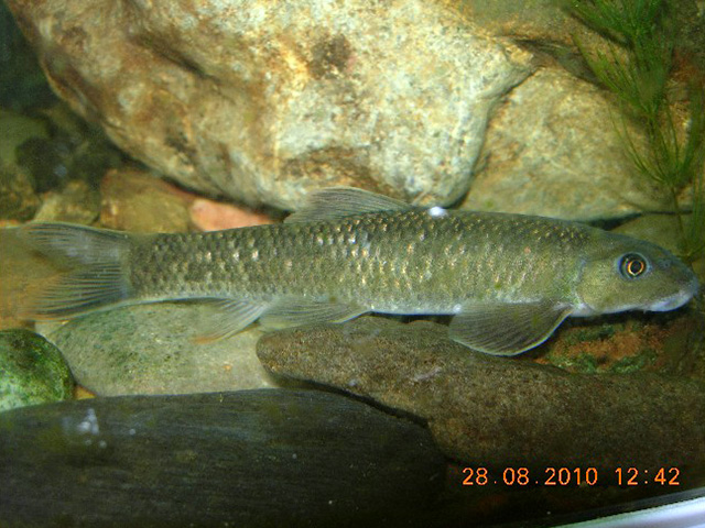 fish