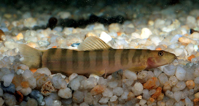 fish