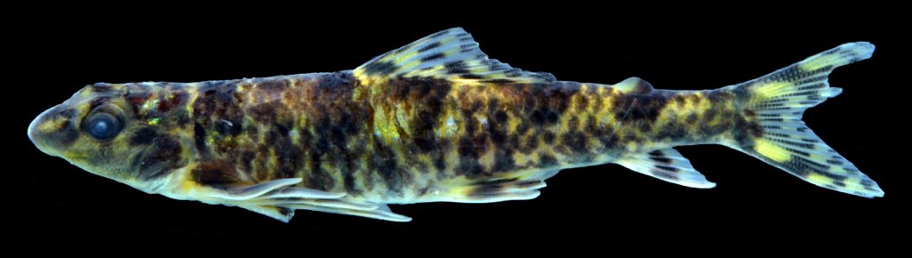 fish