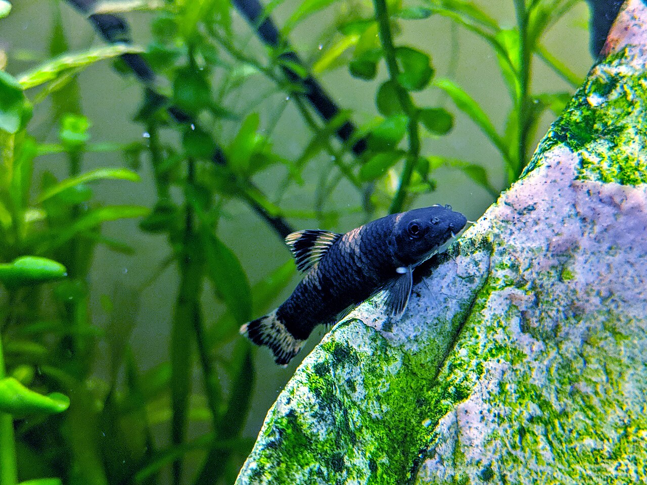 fish
